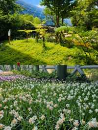 สัมผัสความงามของพรรณไม้เมืองหนาว 🌷