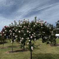 Werribee rose garden