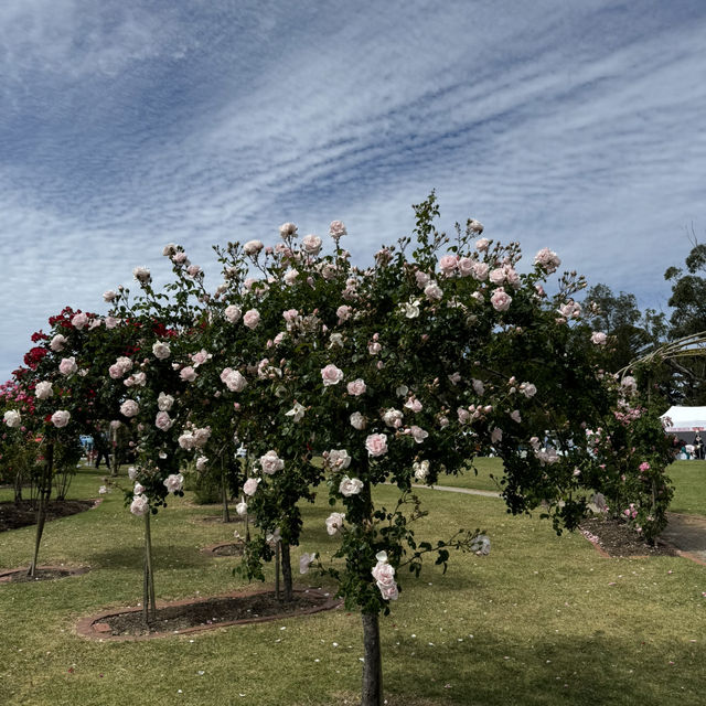 Werribee rose garden