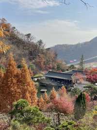 제철맞은 가을 화담숲에서 단풍구경🍁🍂