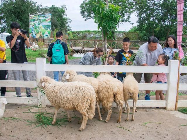 ฟาร์มแกะทหารช่าง 🐑 