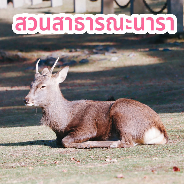 สวนสาธารณะนารา