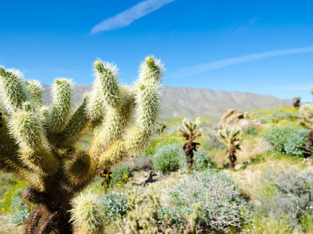 Blooming Beauty: Spring Adventure in Anza-Borrego Desert 