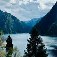 The One-Armed Cypress at Jiuzhaigou’s Long Lake