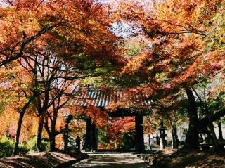 福岡🇯🇵秋月城址