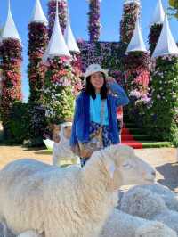 🐑 ม่อนแกะเขาค้อ
