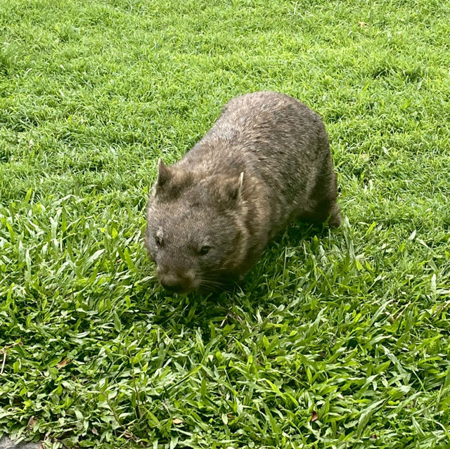 畢爾瓦必去景點|澳大利亞動物園