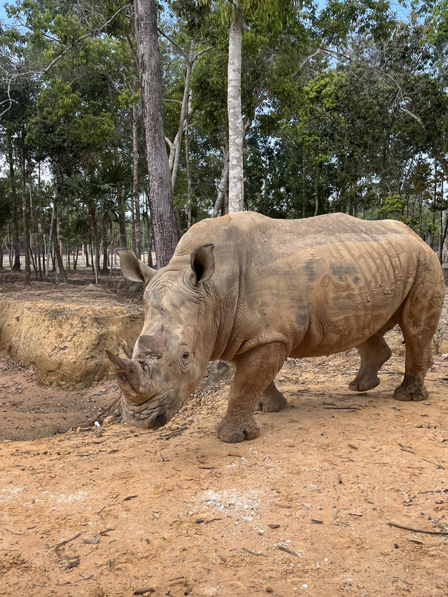 ✨✈️ HKD 4,800 遊越南富國島 Day 3 - Part 2: Safari 珍珠野生動物園✨