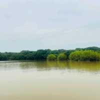 "Discover Bangladesh's Hidden Amazon: The Enchanting Ratargul Swamp Forest"