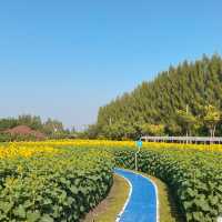 🌻ทานตะวันบานแล้วที่กาญจนบุรี