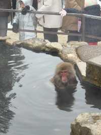 A Magical Encounter at Snow Monkey Park, Japan