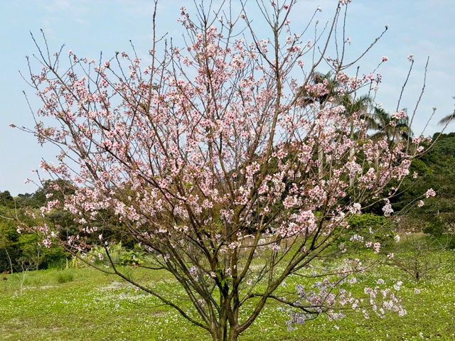 🌸 浪漫淡水一日遊：櫻花與心靈的相互交織🌸