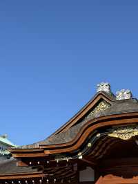 The Stunning Nagoya Castle, You Have To See It To Believe It! 🇯🇵 🏯🗾
