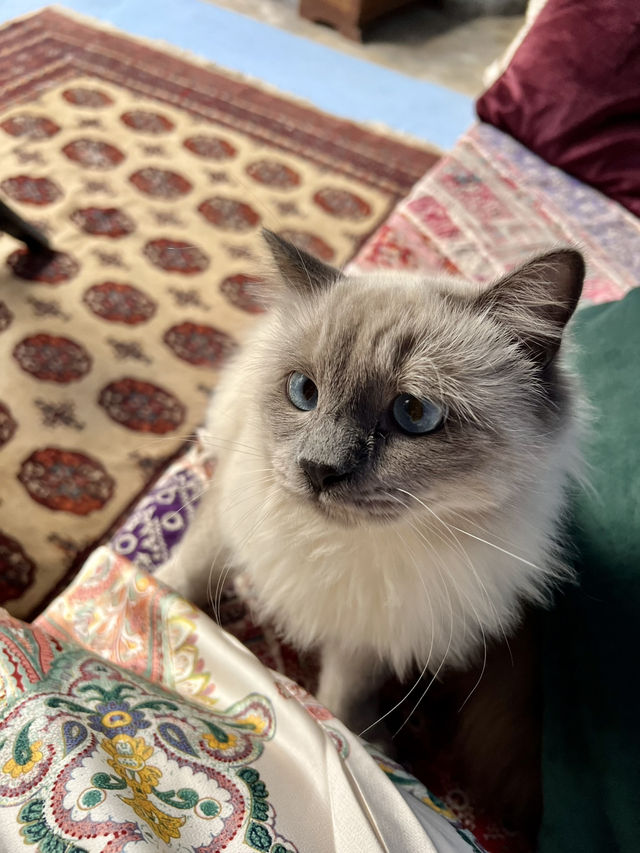 A Perfect Tunisian Breakfast at Tiziri🐈