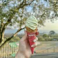【小豆島】幸せのオリーブの葉をみつける🫒