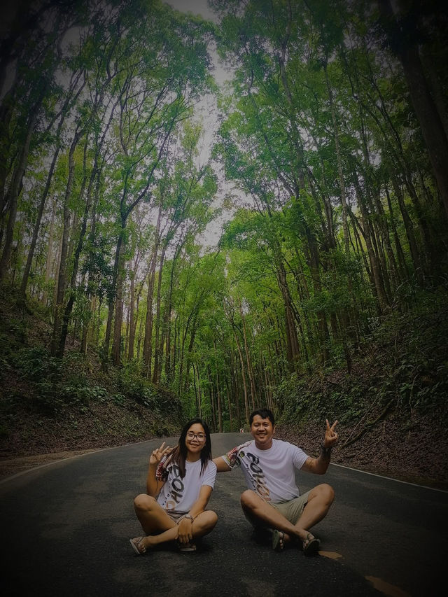 MAN MADE FOREST IN BOHOL
