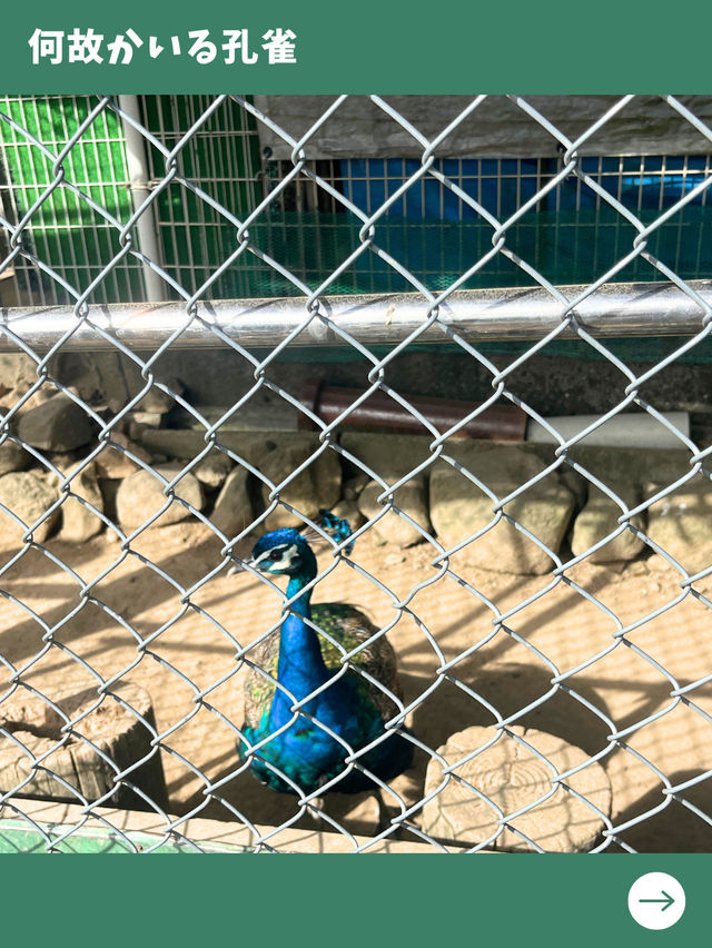 【小豆島旅行】日帰り旅行で行きたい！可愛い子猿とも触れ合える人気のモンキーパーク！