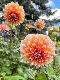 Shiroi Koibito Park: A Fairytale Stroll in Spring