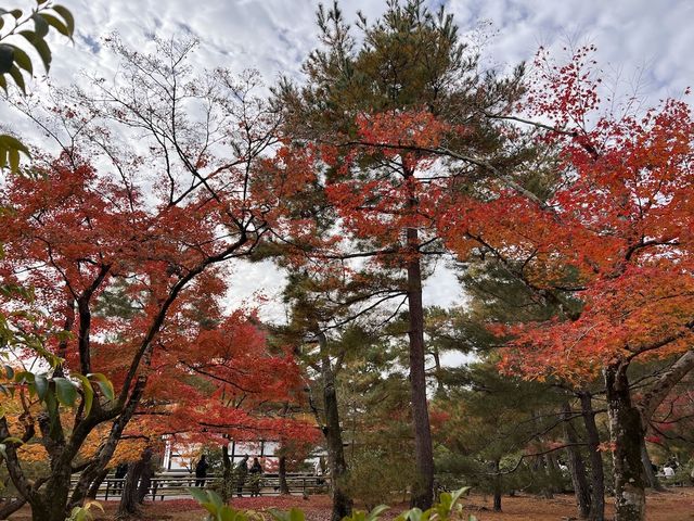 A Symphony of Colors — The Golden Glow of the Kinkakuji-Temple