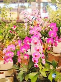 AIRORCHIDS SUPERMARKET