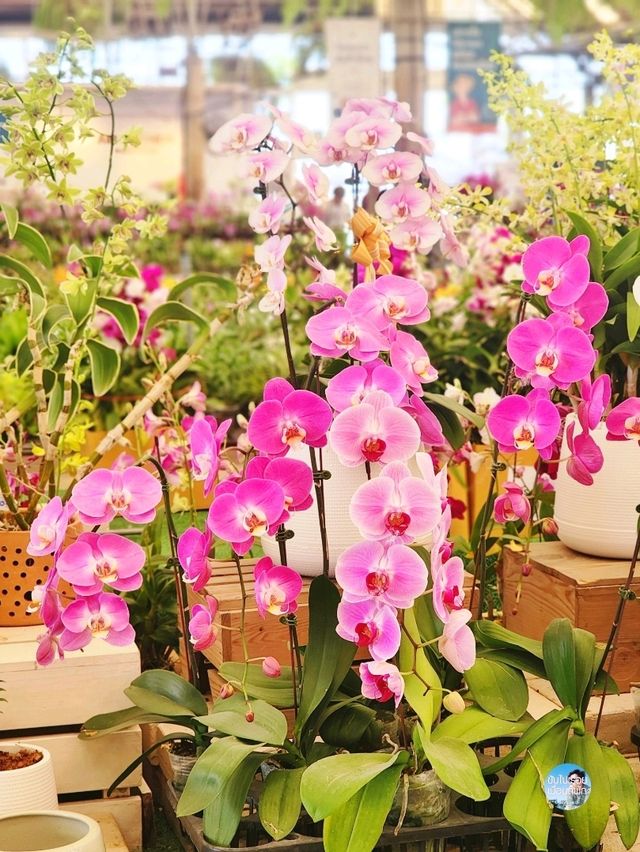 AIRORCHIDS SUPERMARKET