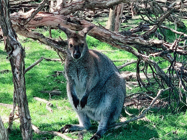 Moonlit Sanctuary: A Magical Wildlife Encounter