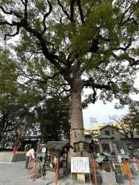 【福岡観光】御神木の大きさに驚き🌳地元で愛される神社⛩