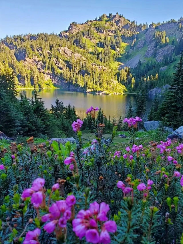 Where Summer Meets Snow – My Journey to Mount Rainier in August