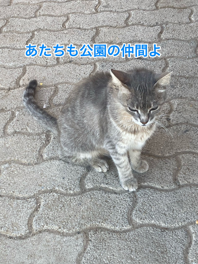 🇲🇹マルタ共和国　ねこコレクション2024.8
