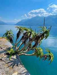 Brissago Island