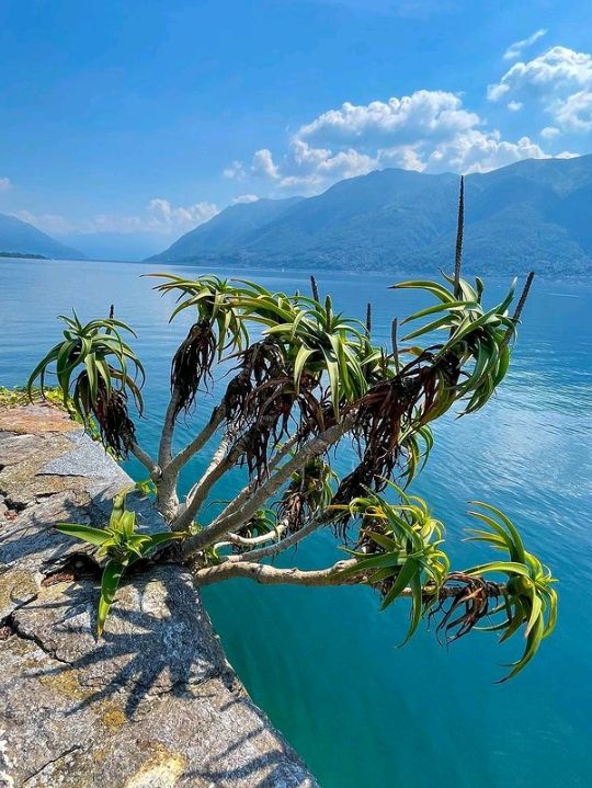Brissago Island