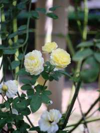 พาไปชมสวนกุหลาบหลวง 🌹ที่เชียงใหม่