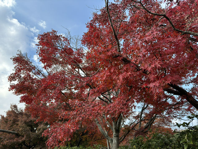 🍁✨ 博多紅葉景點一日遊：秋日楓情，感受福岡的自然之美 ✨🍂