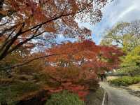 🍁✨ 博多紅葉景點一日遊：秋日楓情，感受福岡的自然之美 ✨🍂