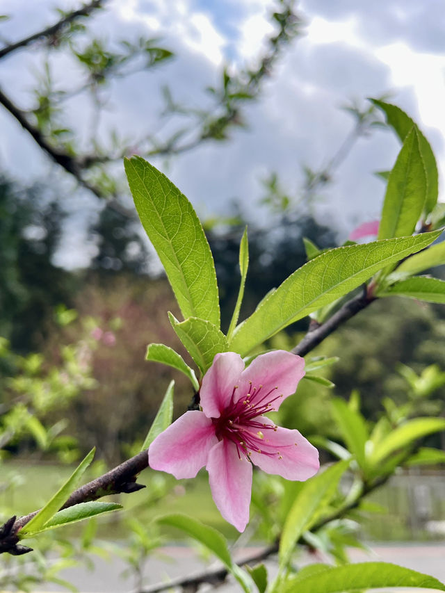 ［南投靜心好去處］日月潭與暨大