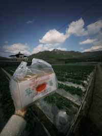 南投國姓鄉～來去採草莓！阿地草莓園🍓