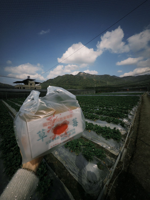 南投國姓鄉～來去採草莓！阿地草莓園🍓