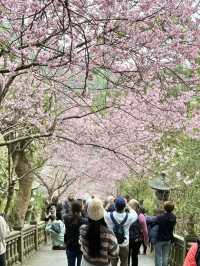 內湖 碧山巖 清風亭 櫻花隧道