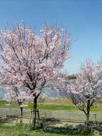 私房景點！大阪狹山池公園的櫻花絕景🌸