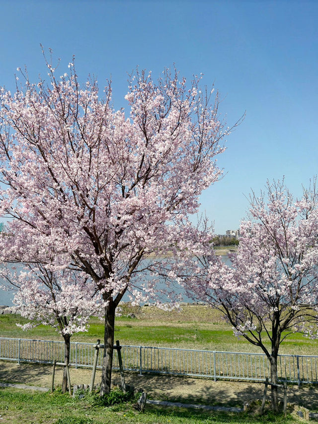 私房景點！大阪狹山池公園的櫻花絕景🌸