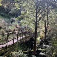 天母古道親山步道 | 清新綠野的悠然