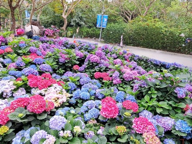 大安森林公園繡球花季