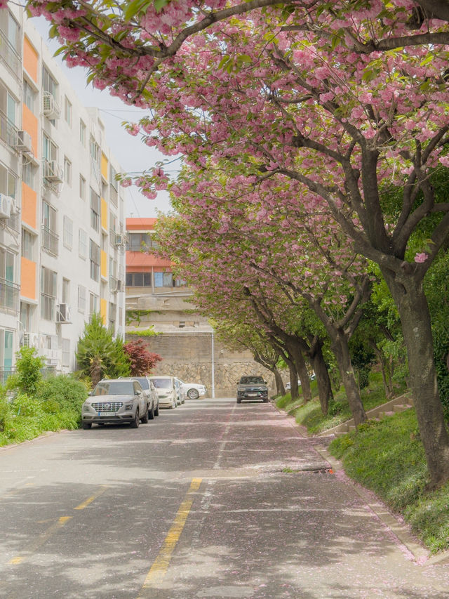 부산 겹벚꽃 명소 모음💞