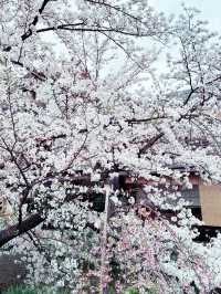 京都四條大橋下的櫻花夢 🌸✨
