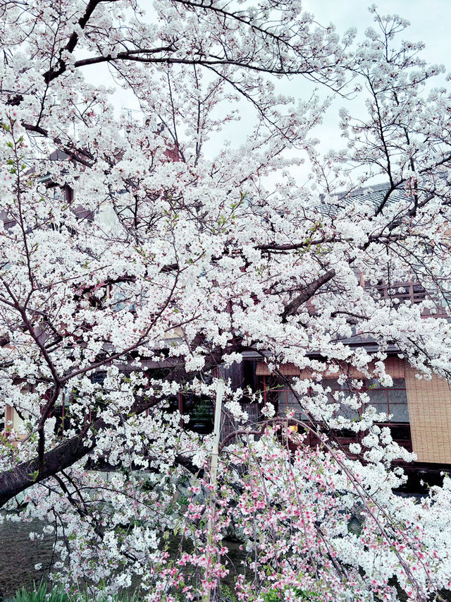 京都四條大橋下的櫻花夢 🌸✨