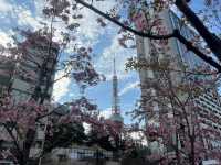 麻布台之丘賞櫻美景