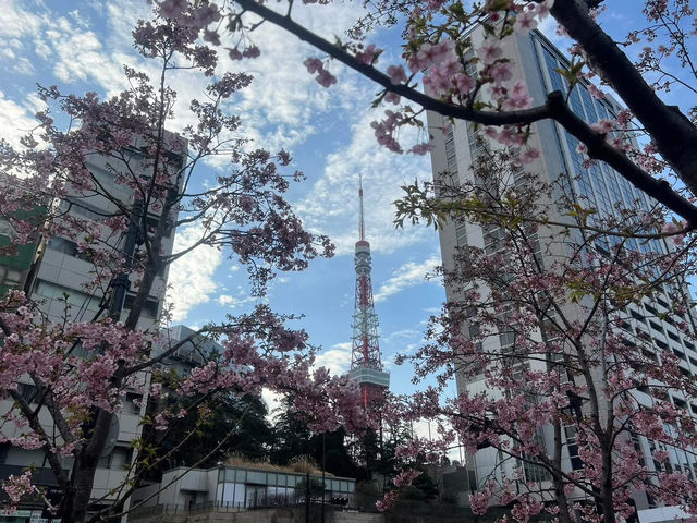 麻布台之丘賞櫻美景