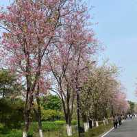 花溪公園·櫻花林中漫步