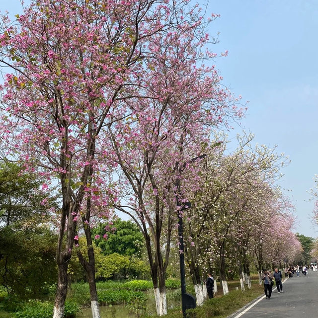 花溪公園·櫻花林中漫步