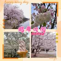 鶴舞公園🌸櫻花之味
